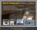 Wildlife Photos